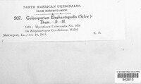 Coleosporium elephantopodis image